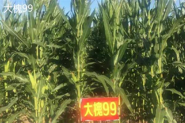 山西玉米品种，推荐君实618、强盛192等