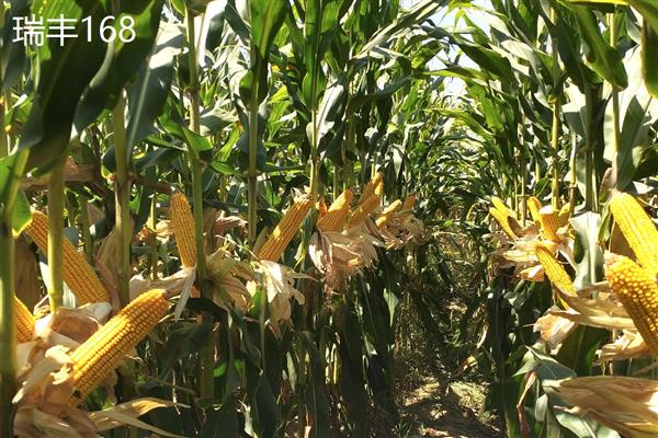 山西玉米品种，推荐君实618、强盛192等