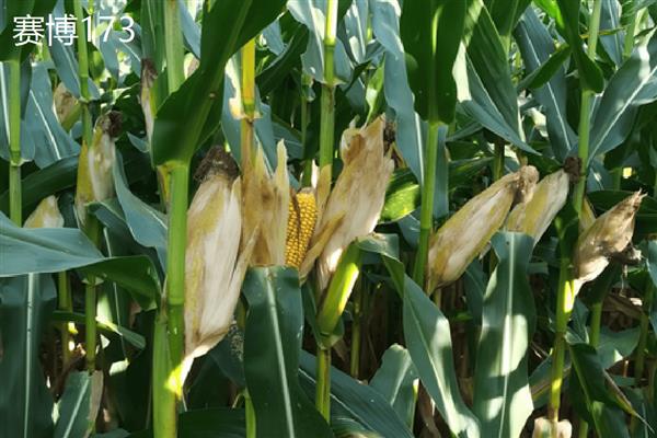 山西玉米品种，推荐君实618、强盛192等