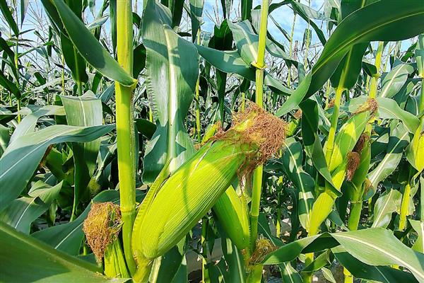 山西玉米品种，推荐君实618、强盛192等