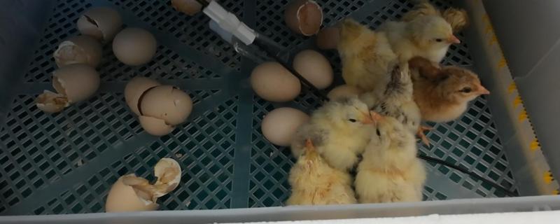 刚出壳的小鸡多久可以喂水，15-20小时之内就可以