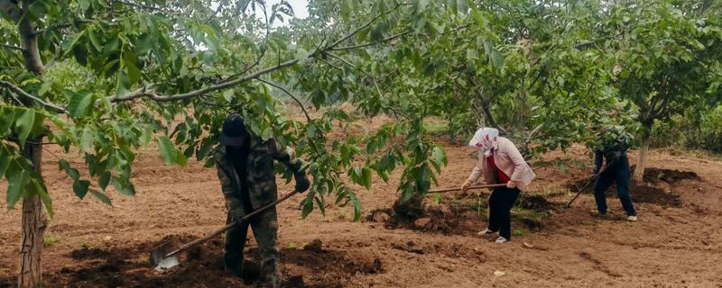 秋天怎么养桃花，可以在树干上涂白防寒