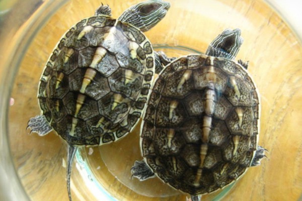 中华花龟不吃东西的解决方法,可以更换投喂的食物