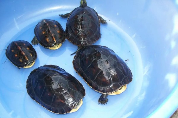 中华花龟不吃东西的解决方法,可以更换投喂的食物