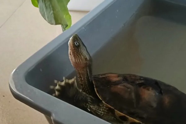 中华花龟不吃东西的解决方法,可以更换投喂的食物