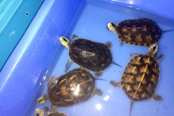 中华花龟不吃东西的解决方法,可以更换投喂的食物