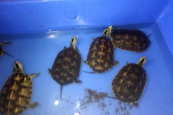 中华花龟不吃东西的解决方法,可以更换投喂的食物