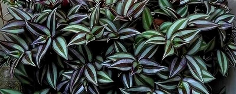 吊竹梅的养殖注意事项，温度控制在8度以上