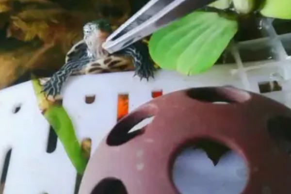 中华花龟不吃东西的解决方法,可以更换投喂的食物