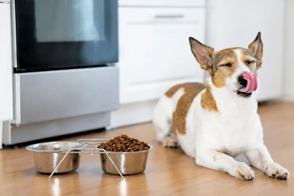 狗狗泪痕的处理方法,建议喂一点蔬菜、奶酪等