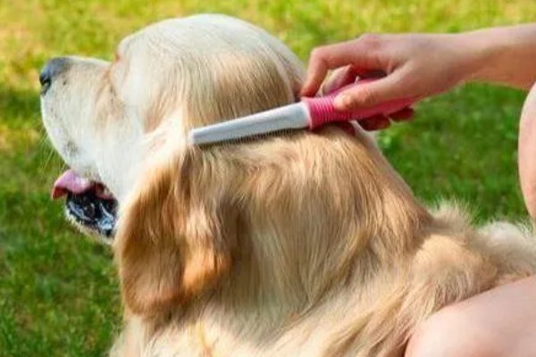 狗狗泪痕的处理方法,建议喂一点蔬菜、奶酪等