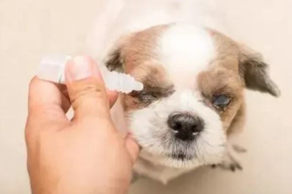 狗狗泪痕的处理方法,建议喂一点蔬菜、奶酪等