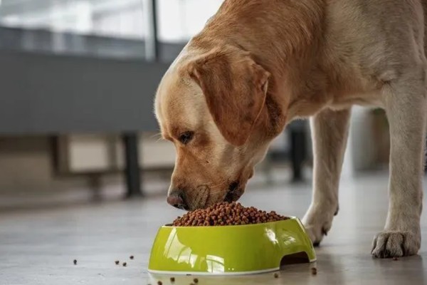 狗狗泪痕的处理方法,建议喂一点蔬菜、奶酪等