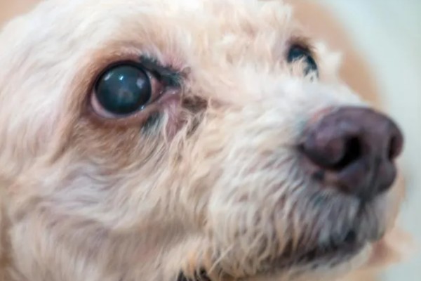 狗狗泪痕的处理方法,建议喂一点蔬菜、奶酪等