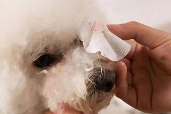 狗狗泪痕的处理方法,建议喂一点蔬菜、奶酪等