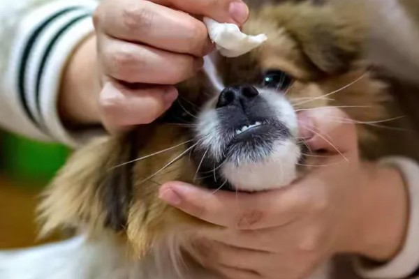 狗狗泪痕的处理方法,建议喂一点蔬菜、奶酪等