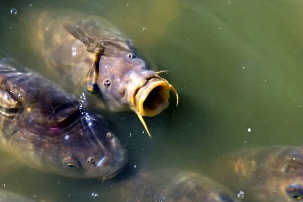鲤鱼在产卵期开口吗,通常不开口