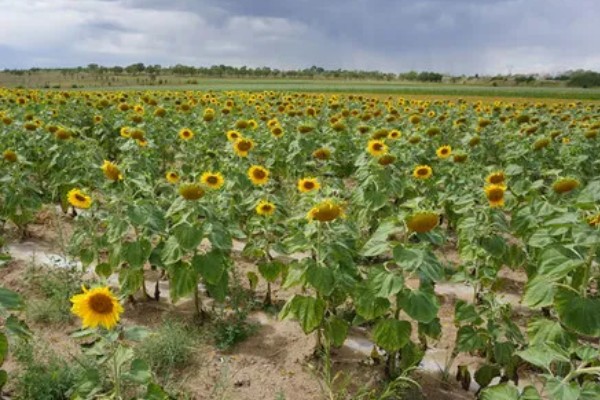向日葵的花语，寓意忠诚、阳光开朗等