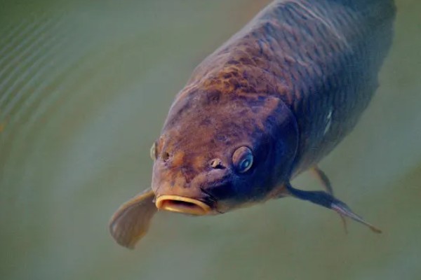 鲤鱼在产卵期开口吗,通常不开口