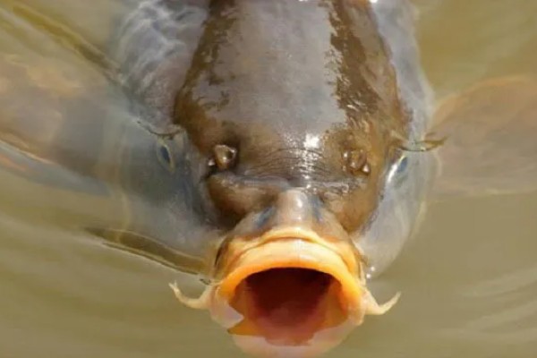 鲤鱼在产卵期开口吗,通常不开口