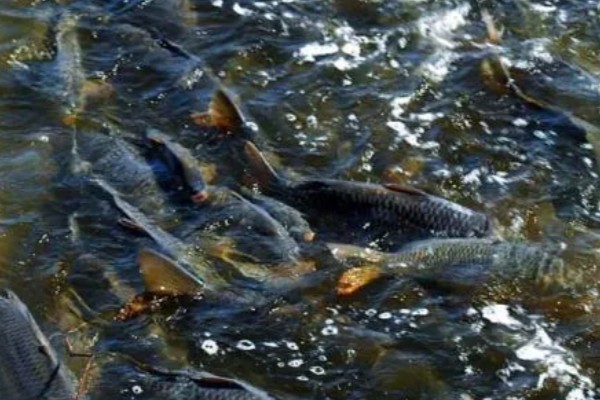 鲤鱼在产卵期开口吗,通常不开口