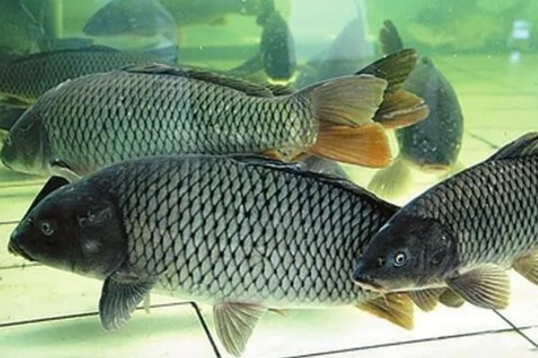 鲤鱼在产卵期开口吗,通常不开口