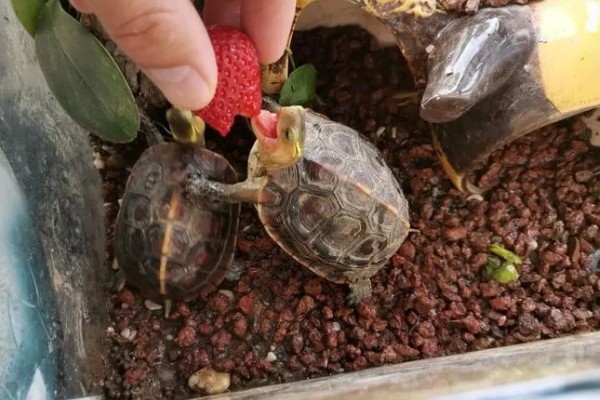 中华花龟不吃东西的解决方法,可以更换投喂的食物