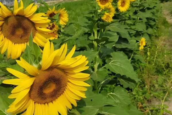 向日葵的花语，寓意忠诚、阳光开朗等