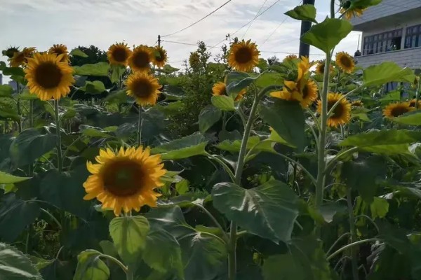 向日葵的花语，寓意忠诚、阳光开朗等