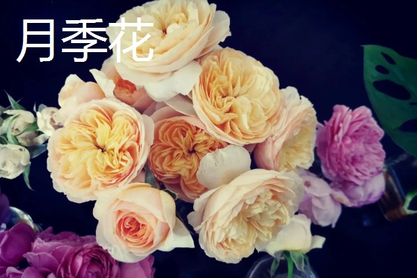 表白适合送什么花，适合送玫瑰花、紫丁香等