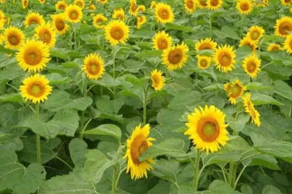 向日葵的花语，寓意忠诚、阳光开朗等