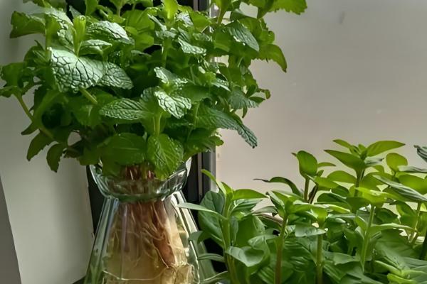 薄荷能水培种植吗,可以水培种植