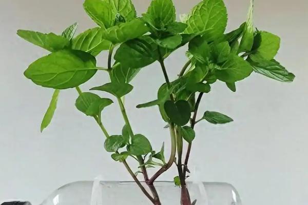 薄荷能水培种植吗,可以水培种植