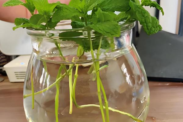 薄荷能水培种植吗,可以水培种植