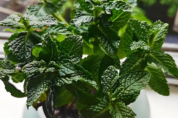 薄荷能水培种植吗,可以水培种植