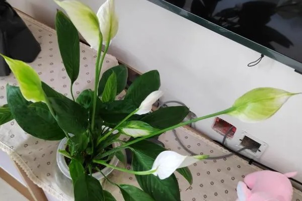 白掌喜欢哪些肥料，喜欢营养液、复合肥等