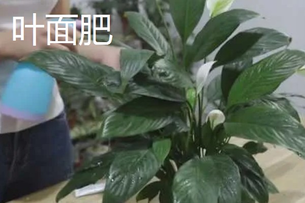 白掌喜欢哪些肥料，喜欢营养液、复合肥等