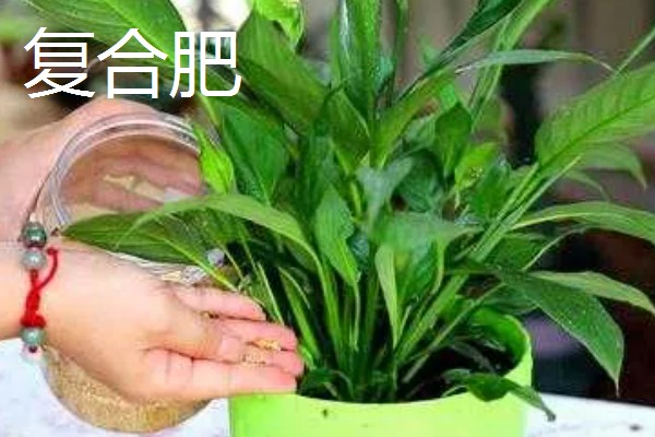 白掌喜欢哪些肥料，喜欢营养液、复合肥等