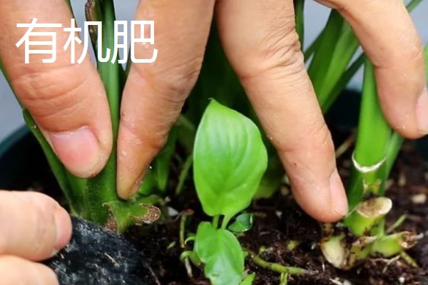 白掌喜欢哪些肥料，喜欢营养液、复合肥等