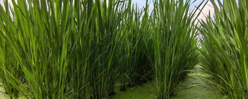 茭白的种植技术，从四月初到四月中旬播种