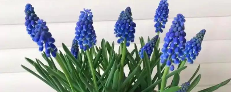 风信子的养殖方法，生长需要充足的光照