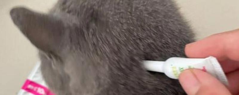 猫咪驱虫注意事项，禁止给怀孕的母猫驱虫