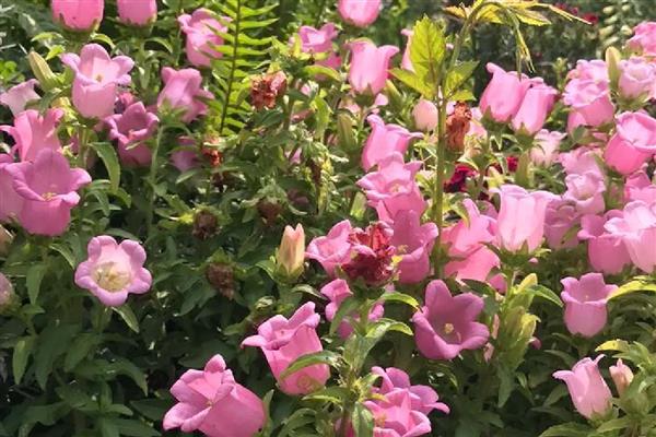 风铃花怎么养殖，夏季要放在阴凉通风的地方