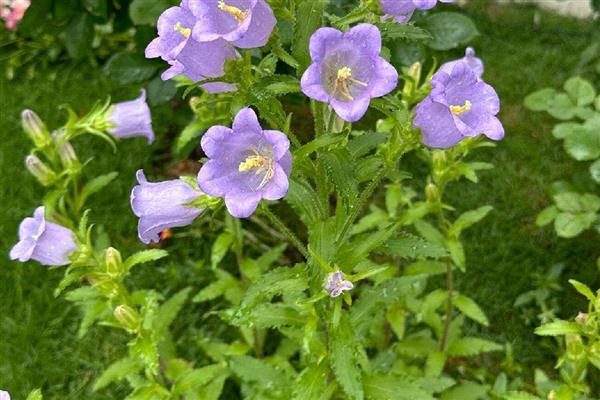 风铃花怎么养殖，夏季要放在阴凉通风的地方