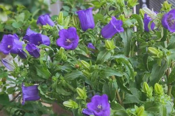 风铃花怎么养殖，夏季要放在阴凉通风的地方
