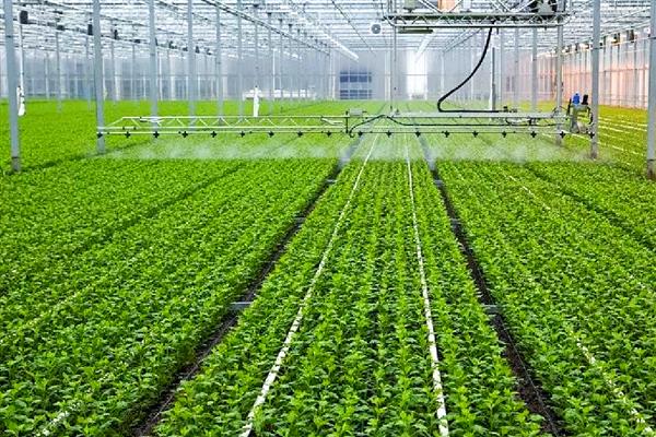 大棚保温新招，有多层膜保温、电灯补光增温等