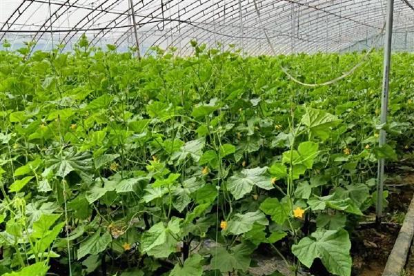 大棚保温新招，有多层膜保温、电灯补光增温等