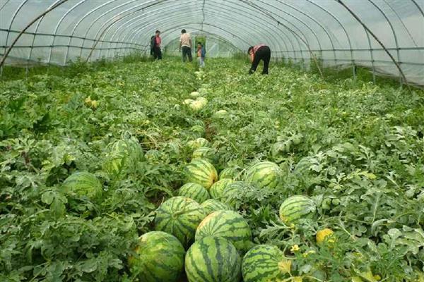 大棚保温新招，有多层膜保温、电灯补光增温等