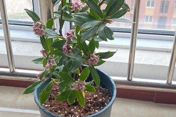 金边瑞香可以晒太阳吗，它的生长需要阳光