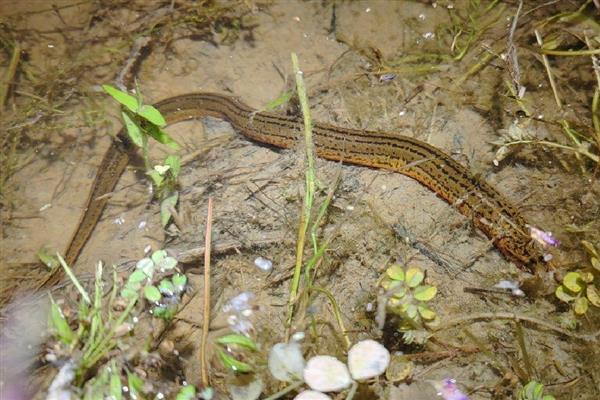田里的黄鳝从何而来,用河水灌溉时部分黄鳝会进入田中